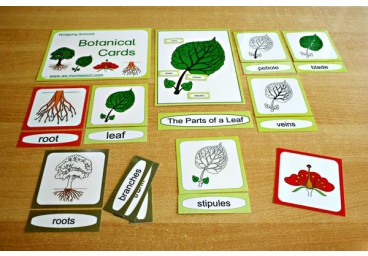 Botanical Cards