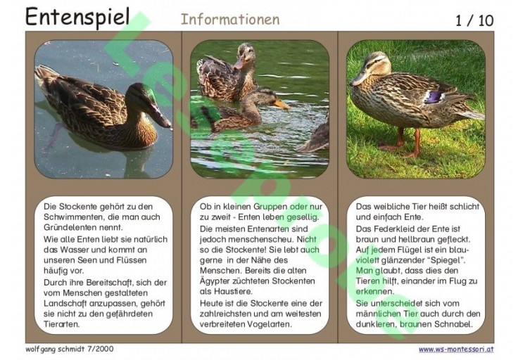 Entenspiel Entenspiel