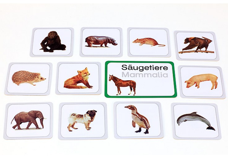 Wirbeltiere - Tiere - Biologie - Kosmisch