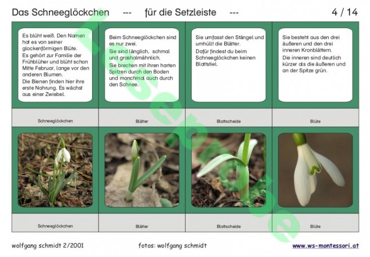 Schneeglöckchen