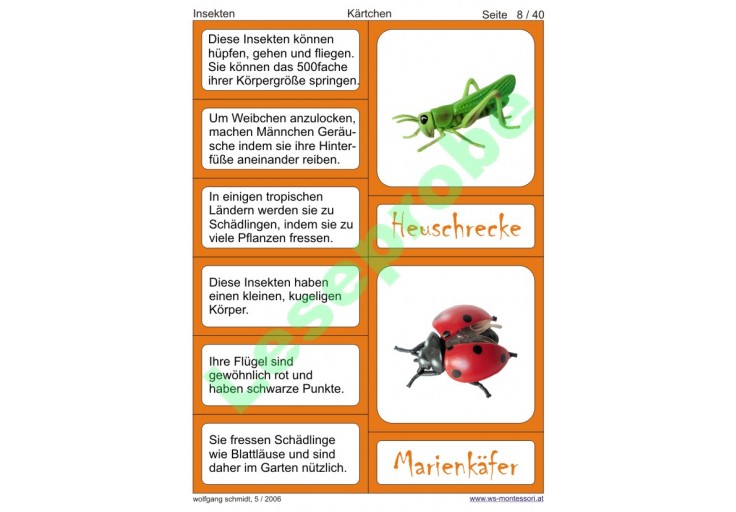  Insekten - Kindergarten - Alter Illustration 