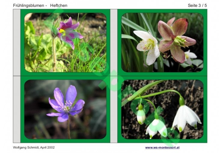 Frühlingsblumen