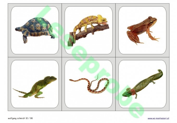 Wirbeltiere - Tiere - Biologie - Kosmisch