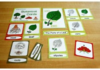 Botanical Cards