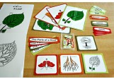 Botanical Cards