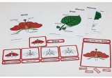 Biologische Karten