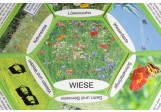 Lebensraumstern Wiese